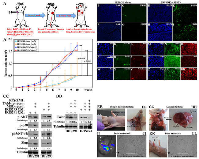 IRISOE TNBC tumor cells activate the microenvironment, in vivo.