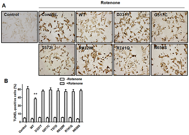 Expression of WT PLA2G6, but not PARK14 mutant PLA2G6, exerts a significant protective effect against rotenone-induced apoptotic death of SH-SY5Y dopaminergic cells.