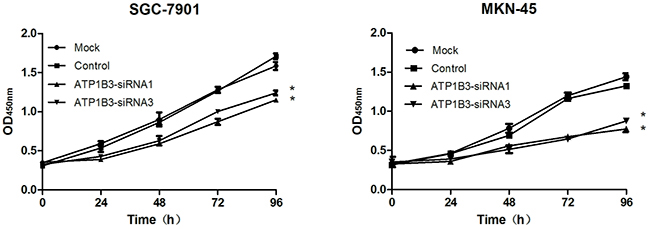Knockdown of ATP1B3 led to the inhibition of SGC-7901 and MKN-45 cell proliferation.