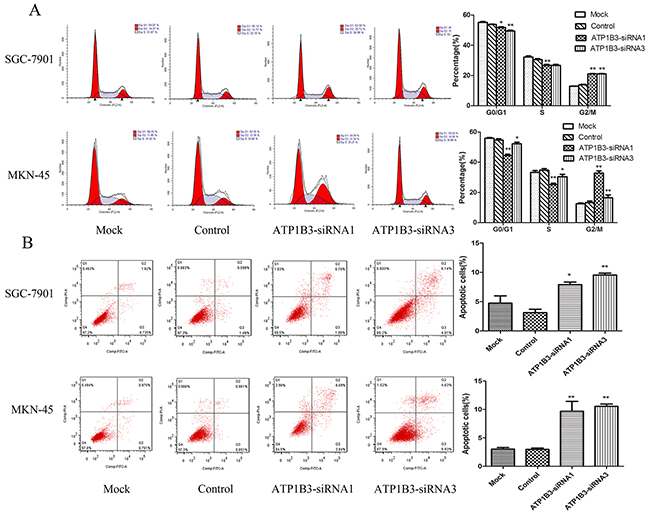 The effect of ATP1B3 knockdown on cell cycle and apoptosis detected by flow cytometry.