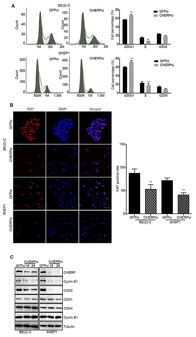 CHERP depletion induces cell cycle arrest in vitro.