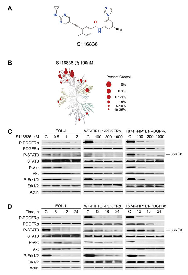 S116836 inhibits the PDGFR&#x3b1; kinase and its signaling.