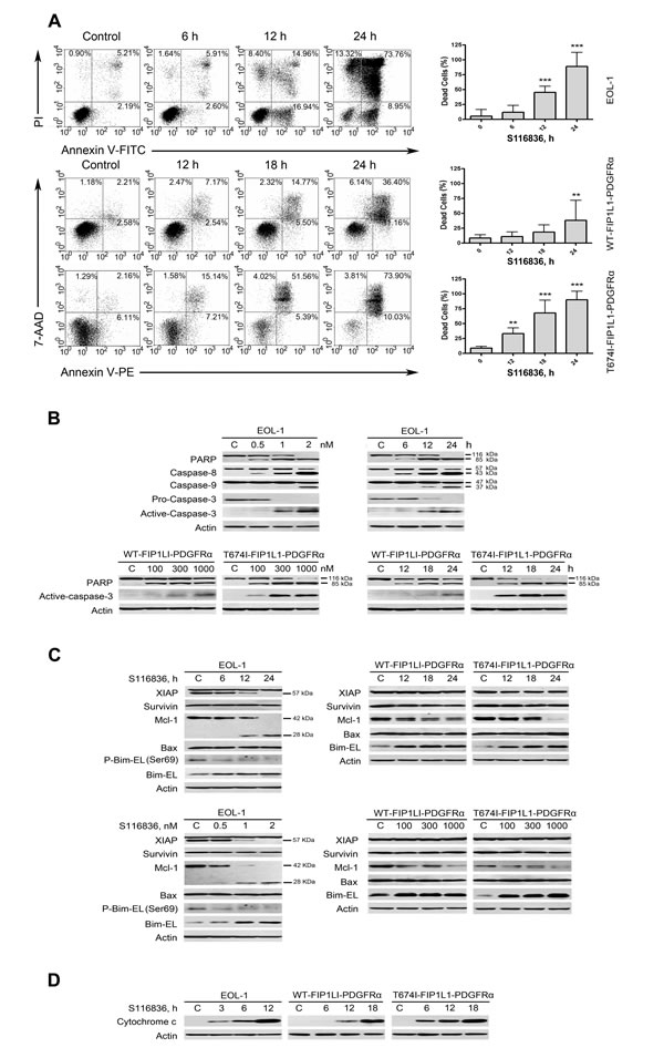 S116836 induces apoptosis in FIP1L1-PDGFR&#x3b1;-expressing cells.