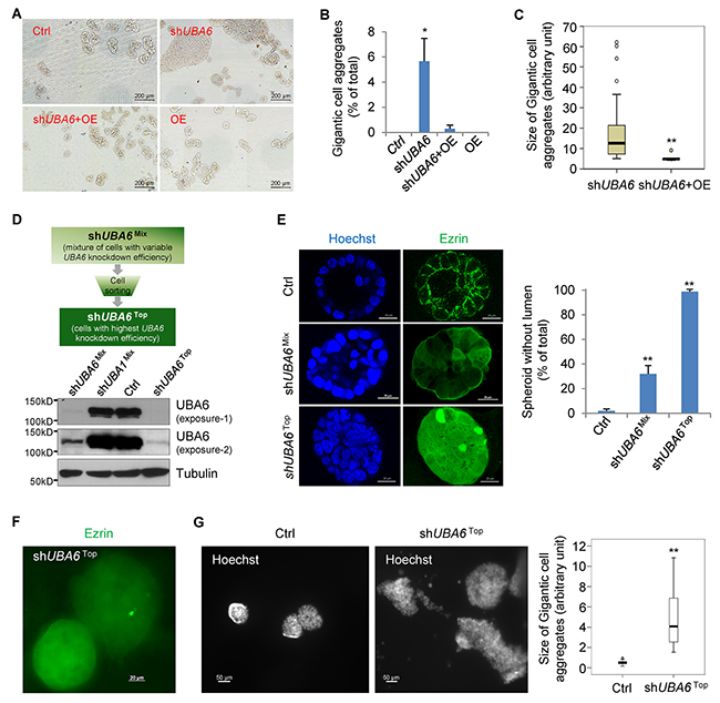 UBA6 knockdown perturbs acinar morphogenesis and leads to formation of gigantic cell aggregates in mammary epithelial 3-D culture.