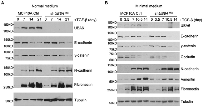 TGF-beta induced EMT is accelerated in shUBA6Mix MCF10A cells in minimal medium.