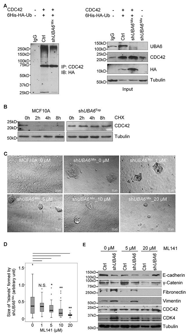 The Rho-GTPase CDC42 is a substrate of UBA6-dependent ubiquitination and is involved in EMT induced by UBA6 deficiency and growth factor deprivation.