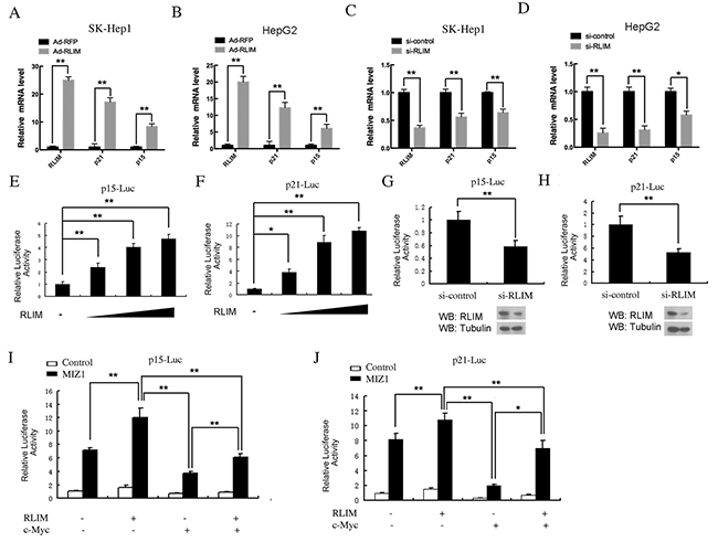 RLIM enhances p15 and p21 expression through MIZ1 in vivo.