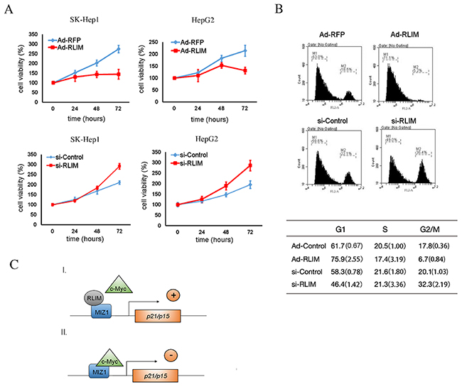 RLIM suppresses HCC cell proliferation and cell cycle progression.