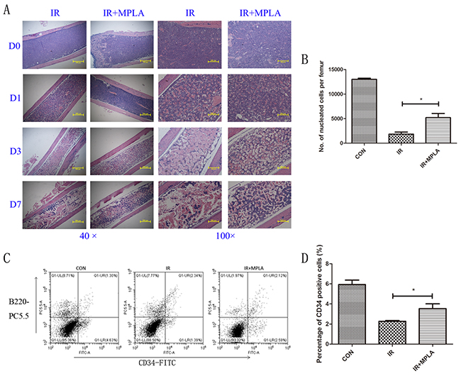 MPLA alleviated destructions of bone marrow and increased bone marrow nucleated cells following IR.