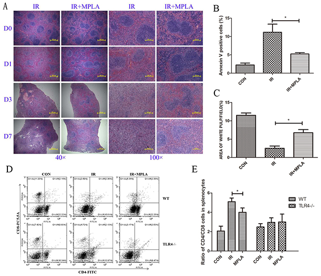 MPLA alleviated radiation damages on spleen and CD4/CD8 immune imbalance.