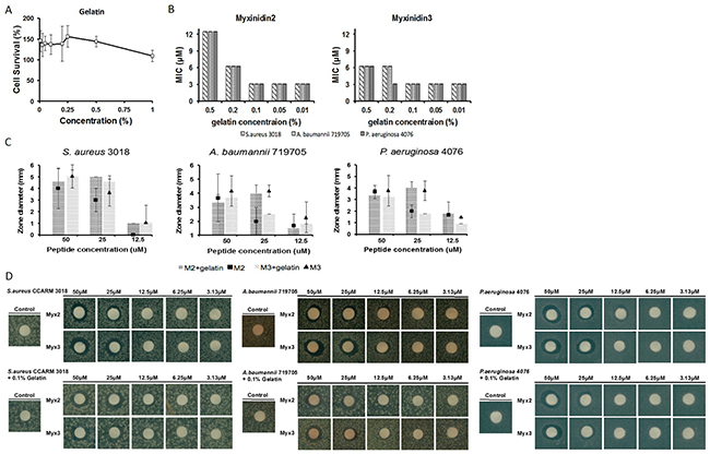 Antimicrobial activity of myxinidin2 and myxinidin3 in gelatin.