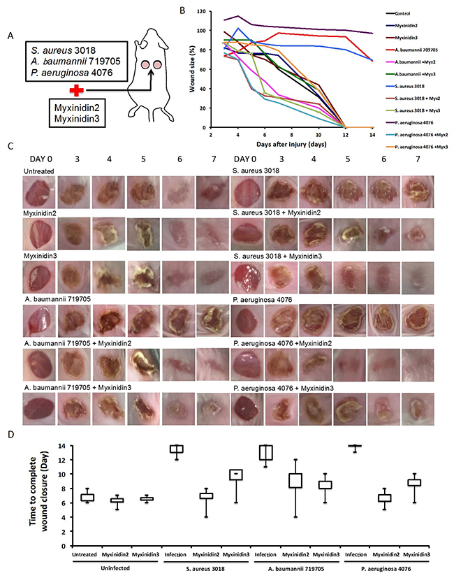 Effect of myxinidin2 and myxinidin3 on wound healing in vivo.