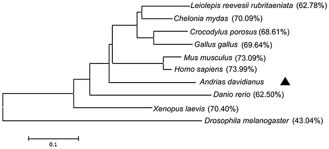 Phylogenetic tree of UCHL1 and other homologs.