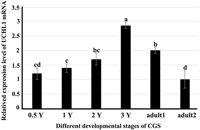 Expression profiles of UCHL1 mRNA in male gonads at different developmental stages by real-time PCR with &#x03B2;-actin as an internal reference.