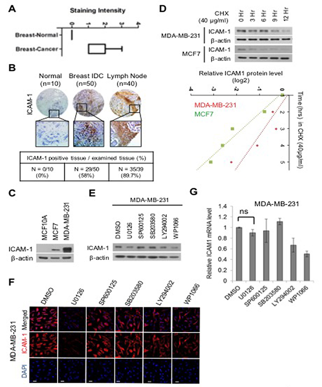 ERK regulates the stability of ICAM-1 in breast cancer.