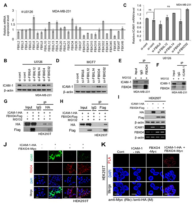FBXO4, which is an E3 ligase, reduces the stability of ICAM-1 in breast cancer cells.