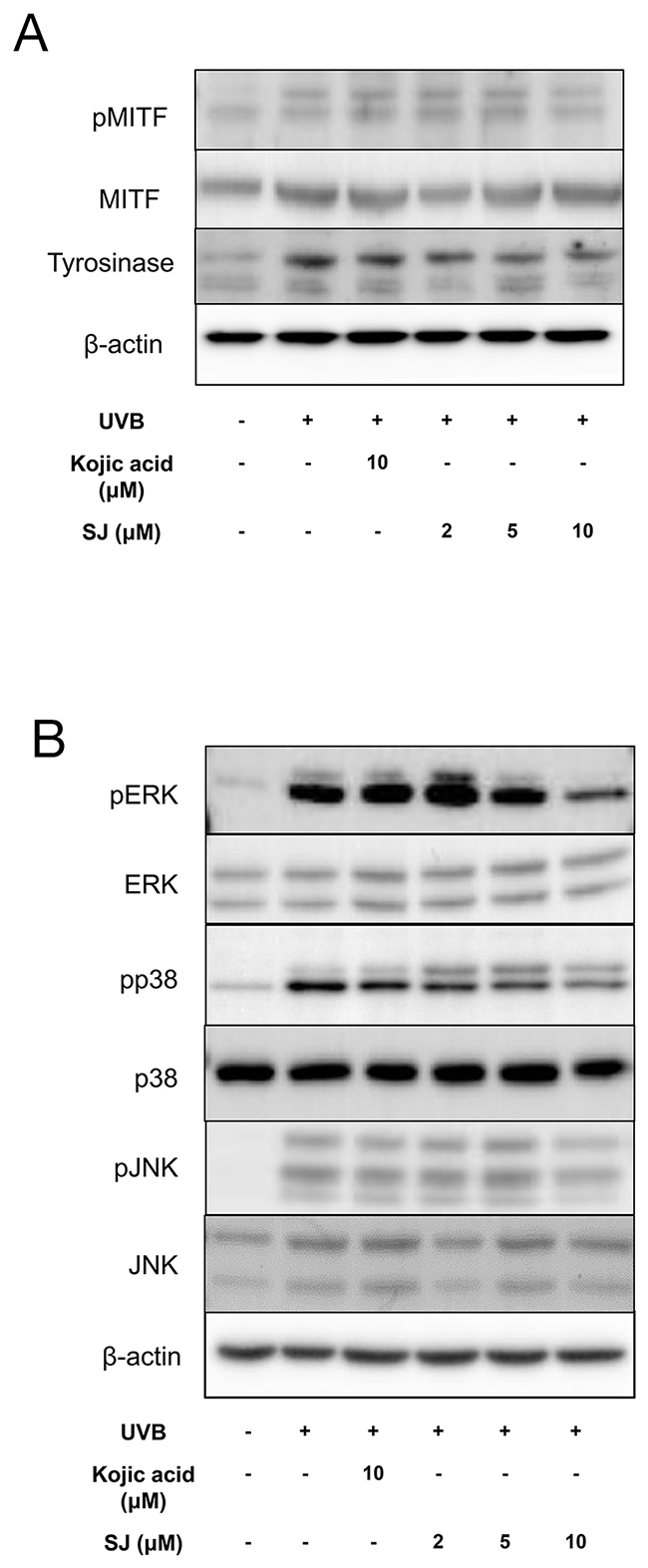 Swertiajaponin suppresses MAPK/MITF signaling in UVB-exposed B16F10 cells.