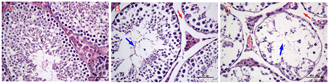 Selected microphotographs of testes in male mice after the administration of MEQ for 18 months (400&#x00D7;).