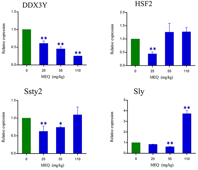 lterations in DDX3Y, HSF2, Ssty2, and Sly expression in mouse testis after the administration of MEQ for 18 months.