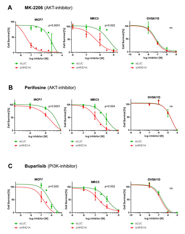 Loss of ARID1A expression leads to increased sensitivity towards the AKT-inhibitors MK-2206 and perifosine as well as towards the PI3K-inhibitor buparlisib in MCF7 and MRC5 cells.