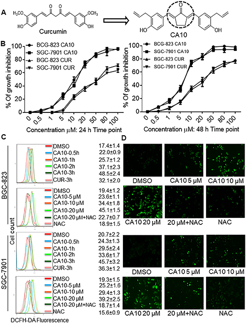 CA10 exhibits selective cancer cell cytotoxicity and induces ROS.