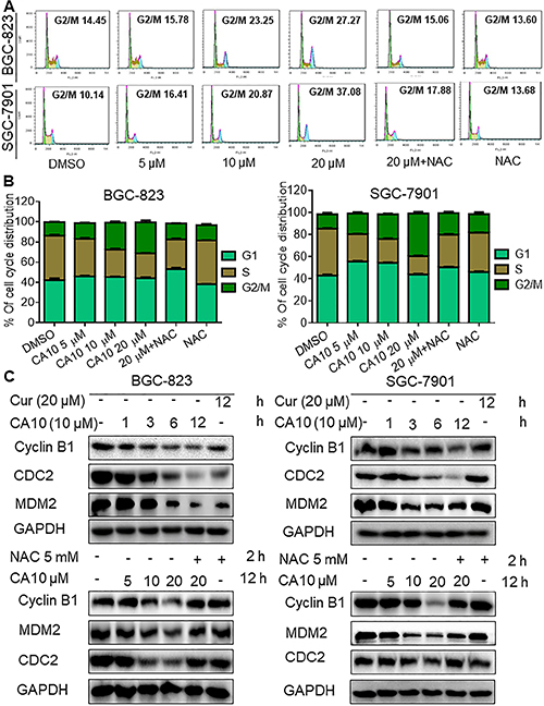 CA10 promotes ROS-dependent G2/M cell cycle arrest.