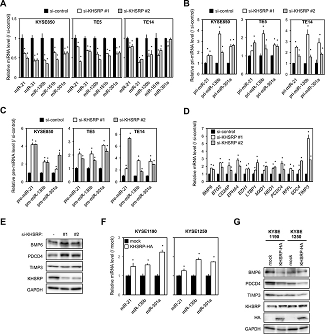 Effects of KHSRP knockdown or overexpression on the expression of putative target miRNAs and protein levels of their target genes in ESCC cells.