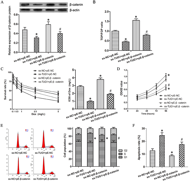 Wnt/&#x03B2;-catenin pathway mediated TUG1-induced effecting on Dox resistance in 24/Dox cells.
