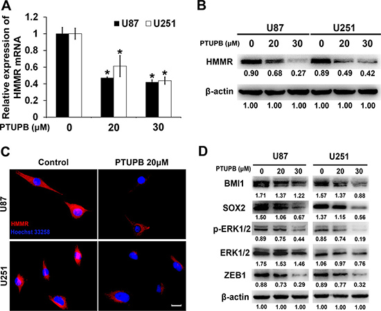 PTUPB suppresses expression of HMMR and stemness markers and regulators.