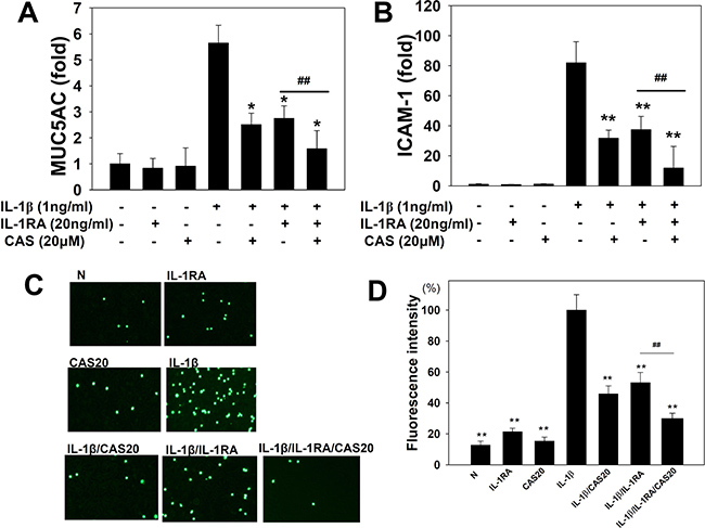 Effects of casticin (CAS) or interleukin-1 receptor antagonist (IL-1RA) on the IL-1&#x03B2;&#x2013;induced production of ICAM-1 and MUC5AC.