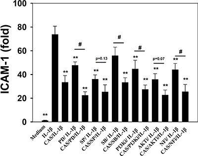 Inhibitory effects of MAPK, PI3K, Akt, and NF-&#x03BA;B inhibitors or casticin (CAS) on IL-1&#x03B2;&#x2013;induced ICAM-1 protein expression in A549 cells.
