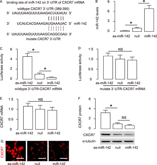 CXCR7 is targeted and suppressed by miR-142 in MSCs.