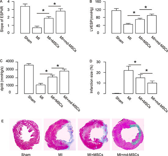 Better heart function is detected in MI-mice transplanted with md-MSCs.