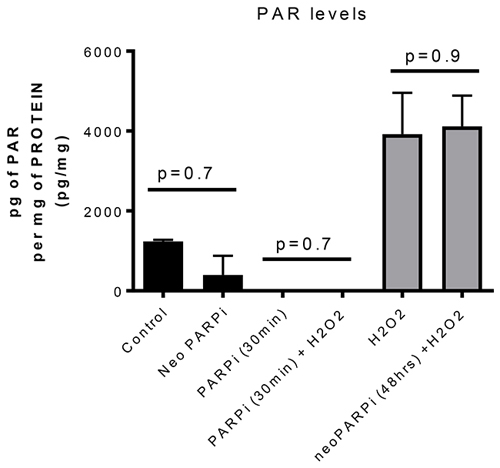 PARP activity as measured by PAR levels in three independent tumors per cohort.