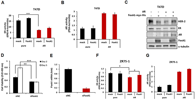Effects of FOXA1 overexpression on ER activity.