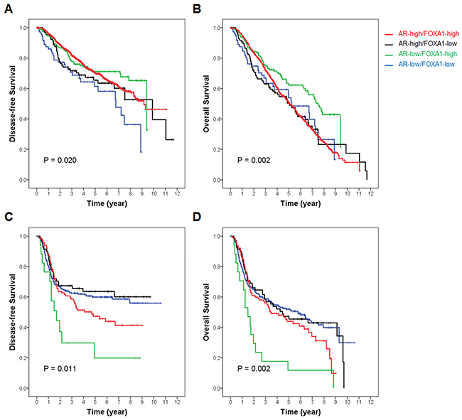 Survival curves according to AR and FOXA1 status stratified by ER expression in the METABRIC dataset.