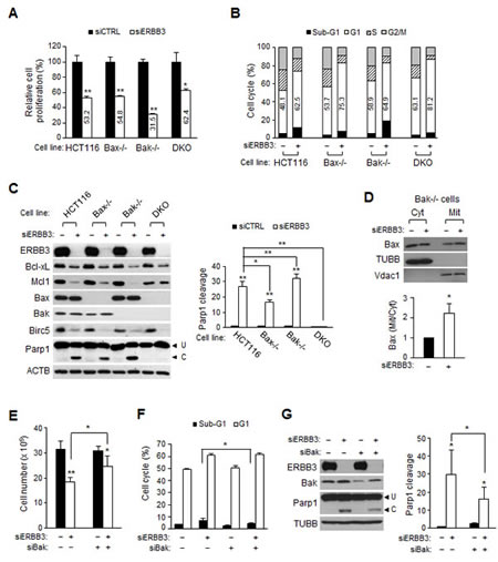 Bak and Bax-dependent apoptosis by ERBB3 knockdown in HCT116 cells.