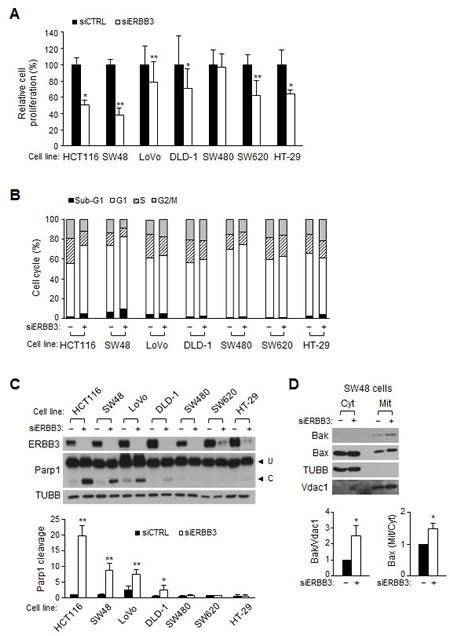 The ERBB3 knockdown-induced apoptosis and cell cycle arrest in human colon cancer cells.