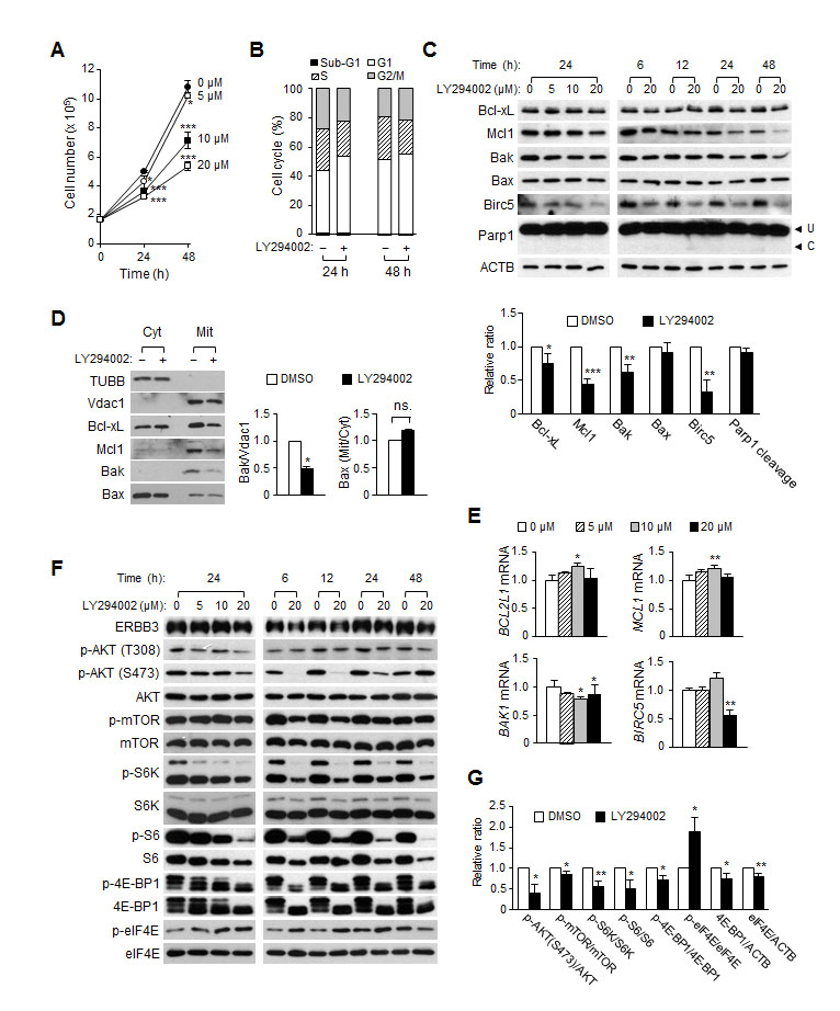 The effect of LY294002 on cell proliferation, cell cycles and apoptosis in HCT116 cells.
