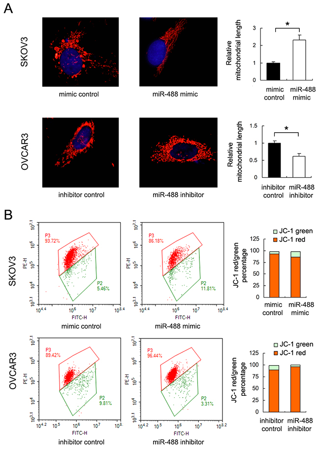 miR-488 regulates mitochondrial dynamics and membrane potential.