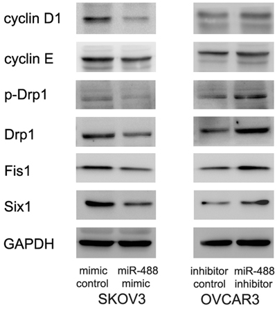 miR-488 regulates cell cycle proteins and Drp1 phosphorylation.