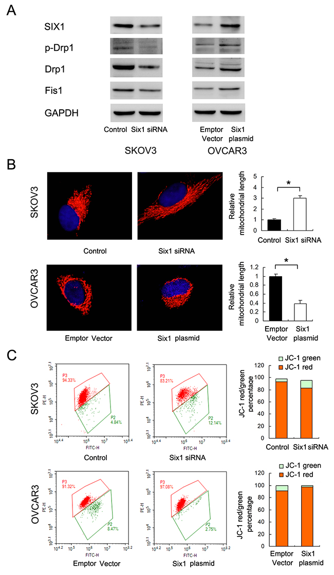 Six1 induces mitochondrial fission and maintains mitochondrial membrane potential.