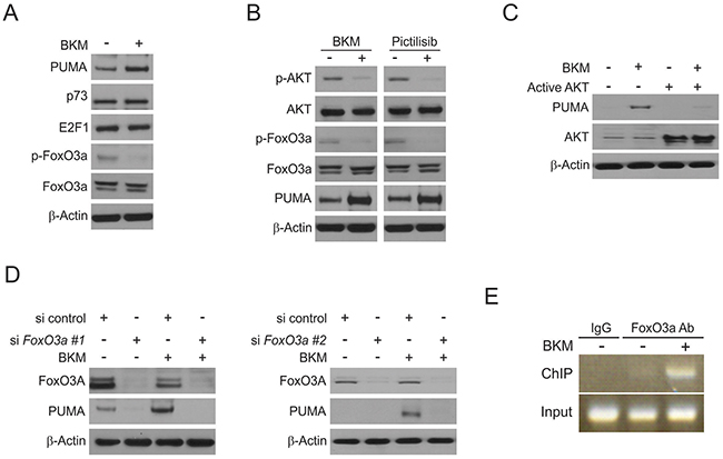 Induction of PUMA by NVP-BKM120 is mediated through the AKT inhibition.