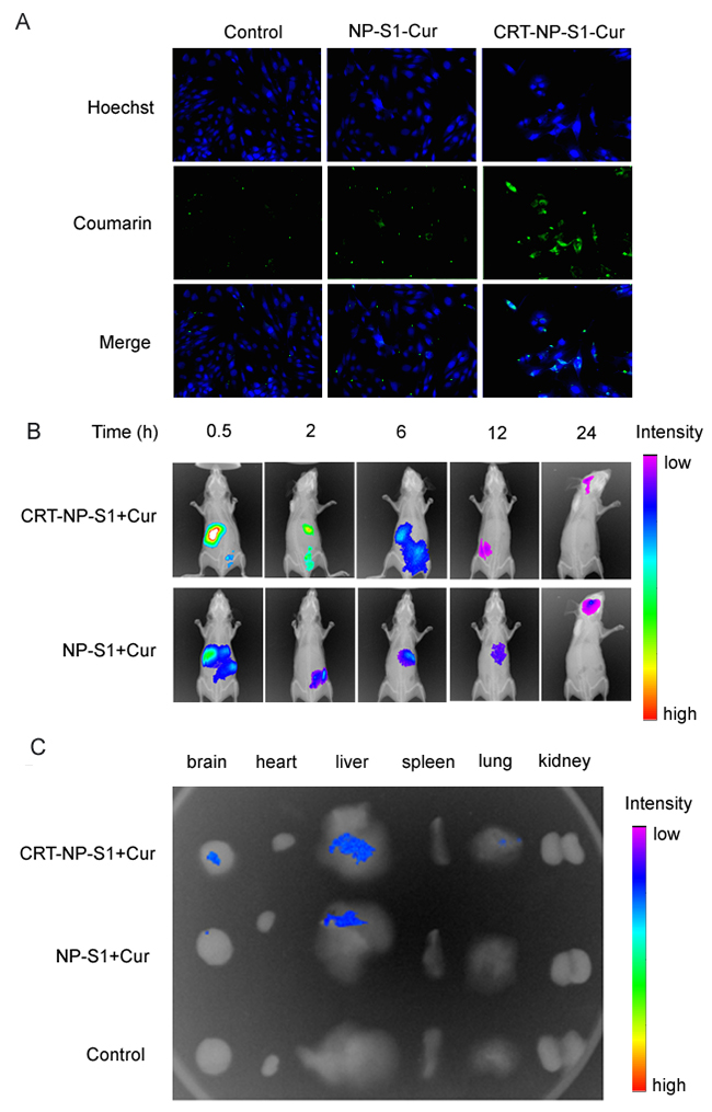 CRT peptide increased the uptake of PLGA NPs by bEnd.