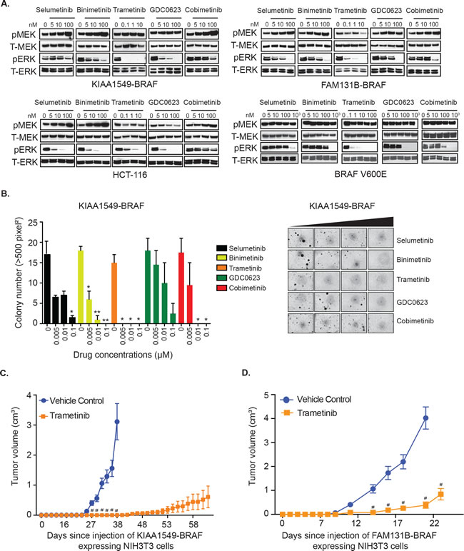 KIAA1549-BRAF and FAM131B-BRAF mediated activation of MAPK pathway and oncogenic transformation can be inhibited with MEK inhibitors.