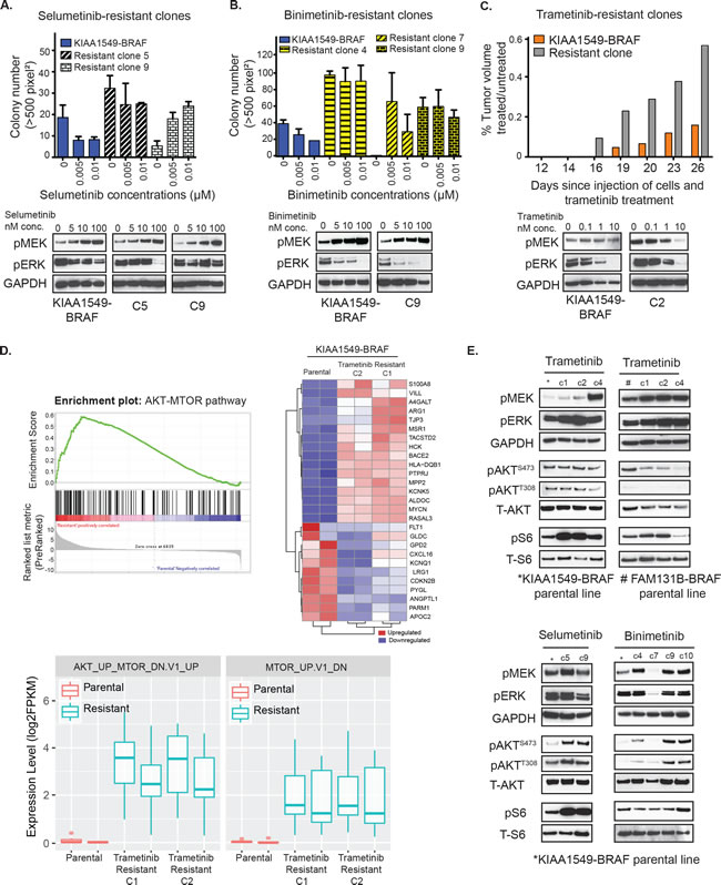 Emergent resistance to MEK inhibitors is mediated by PI3K/AKT/mTOR pathway.