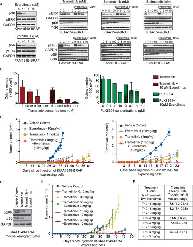 Combinatorial targeting of MEK and mTOR against BRAF-fusion displays enhanced targeting efficacy