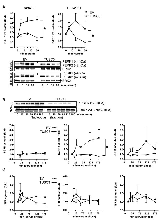 TUSC3 inhibits EGFR down-stream signaling and compartmentalization.