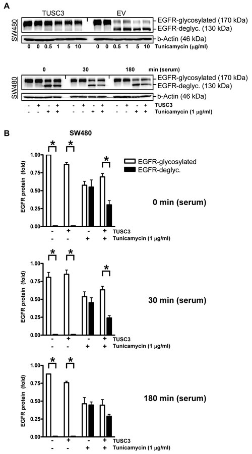 TUSC3 prevents tunicamycin-dependent EGFR deglycosylation.