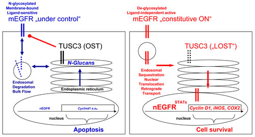 Model for TUSC3 functions in CRC.